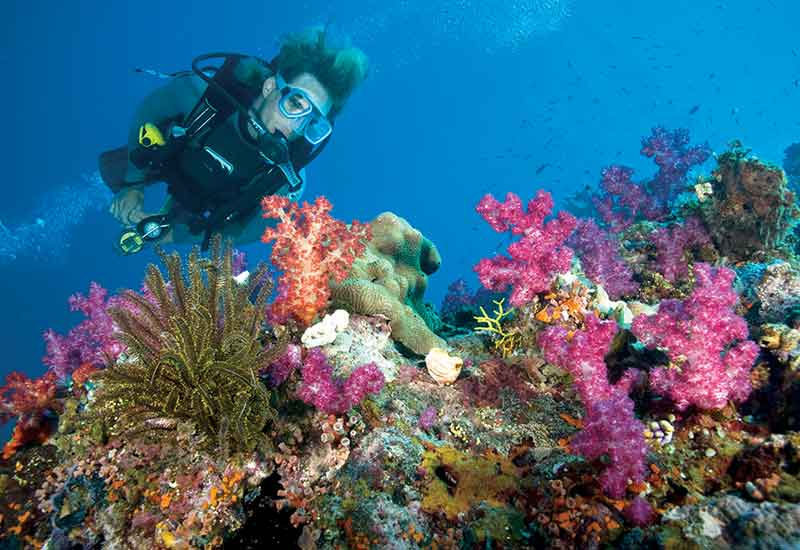 Cairns Snorkel Dive Tours, Snorkel & Dive Reef Tours Cairns Australia